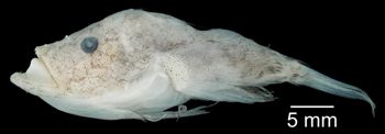Media type: image; Ichthyology 164713